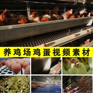 现代化大型养鸡场厂家禽养殖业鸡蛋生产禽蛋市场供应实拍视频素材