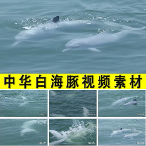 中华白海豚实拍视频素材