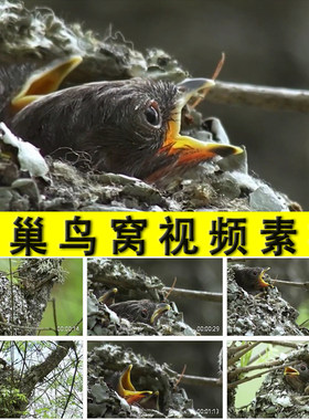 鸟巢鸟窝妈妈喂养哺育幼鸟动物母爱实拍视频素材