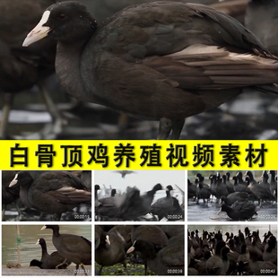 白骨顶鸡白冠鸡骨顶鸡养殖喂养农村乡村养殖业发展扶脱贫视频素材