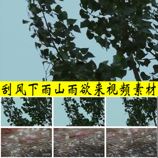 山雨欲来风满楼刮风即将下雨落雨树叶风中飘摇实拍视频素材