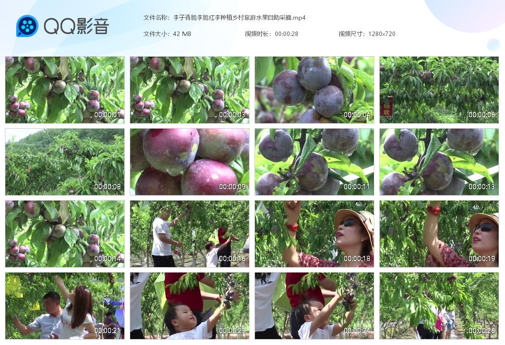 李子青脆李脆红李种植农村果园乡村旅游自助水果采摘实拍视频素材