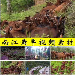 南江黄羊养殖农村特色产业养殖业乡村振兴扶贫脱贫攻坚视频素材