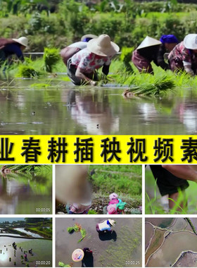 农业春耕插秧农村大春小春粮食生产农村民田间劳动作实拍视频素材