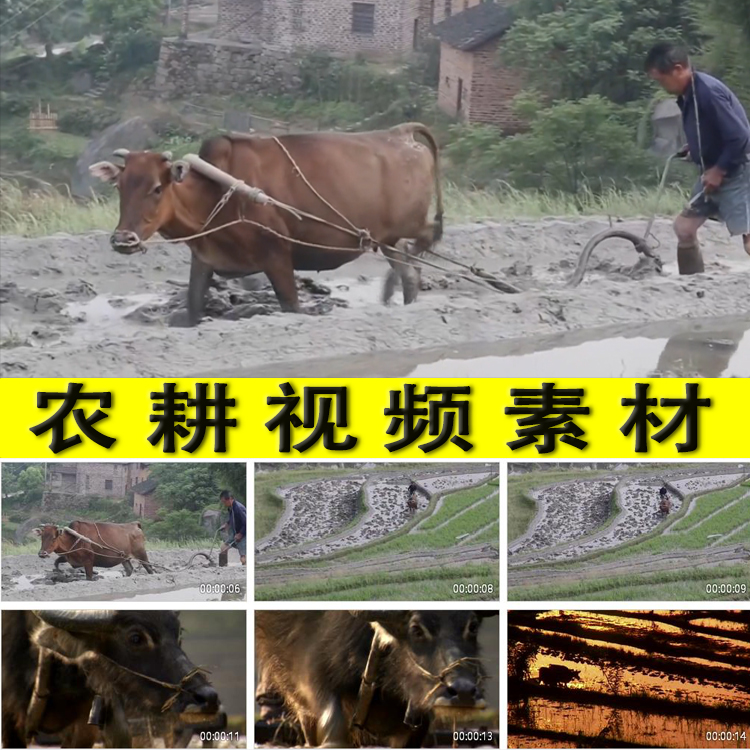 农耕农村黄牛水牛耕田犁地农民种田汗滴禾下土耕种劳作视频素材