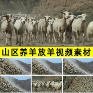 山区养羊放羊子牧羊人农村山羊养殖业奔跑的羊群实拍实频素材