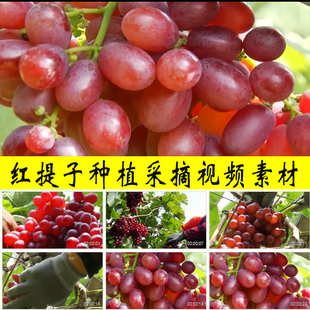 红提子红葡萄种植采摘农村水果种植业果园自助采摘旅游视频素材