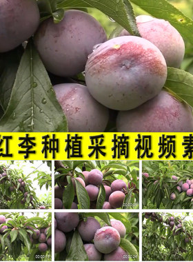 脆红李种植采摘农业农村水果园种植业青脆李脆红李子实拍视频素材