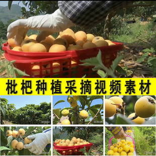 枇杷种植采摘农村水果种植业果园枇杷园乡村旅游自助采摘视频素材