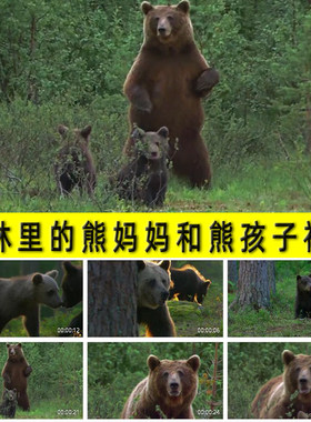 森树树林里的熊妈妈和小熊孩子大棕熊黑熊猛兽动物大自然视频素材