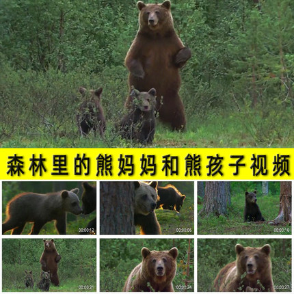 森树树林里的熊妈妈和小熊孩子大棕熊黑熊猛兽动物大自然视频素材