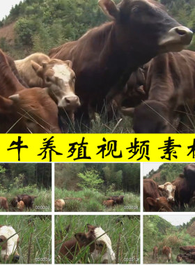 农村黄牛肉牛养殖生态散养放养牛乡村养殖业发展振兴视频素材