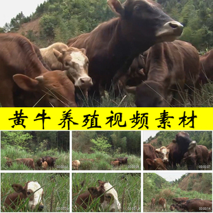 农村黄牛肉牛养殖生态散养放养牛乡村养殖业发展振兴视频素材