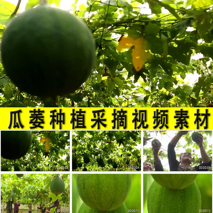 瓜蒌果赢王菩地楼泽巨泽冶王白天瓜栽培种植采摘丰收实拍视频素材