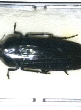 A1品质 未整姿 吉丁 Strigoptera bimaculata 昆虫甲虫标本