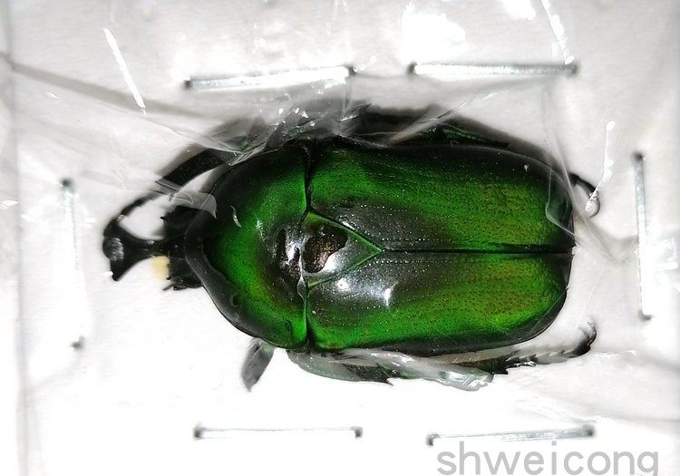 a1品质 未整姿 苹绿唇花金龟 trigonophorus rothschildi甲虫标本
