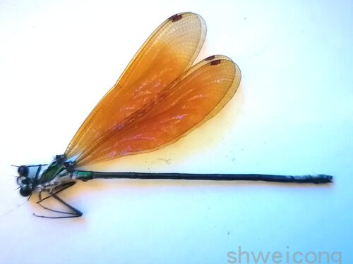 绿色甲虫销量排行榜 绿色甲虫品牌热度排名 小麦优选 绿色甲虫销量排行榜 绿色甲虫品牌热度排名 小麦优选