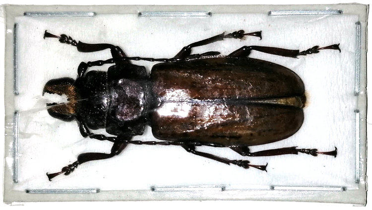 a1品质 未整姿 天牛 archetypus fulvipennis 甲虫昆虫标本