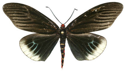 A-品质 未展翅 蛾 Gynautocera philomera philomera 原蝶标本