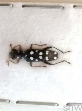 A1品质 未整姿 郭公虫 Callimerus dulcis(小型昆虫)  甲虫标本