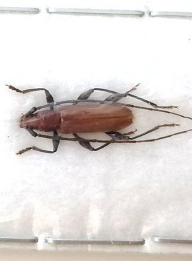 A1品质 未整姿 天牛 Allotraeus orientalis（小型昆虫）甲虫标本