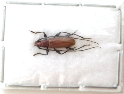 A1品质 未整姿 天牛 Allotraeus orientalis（小型昆虫）甲虫标本