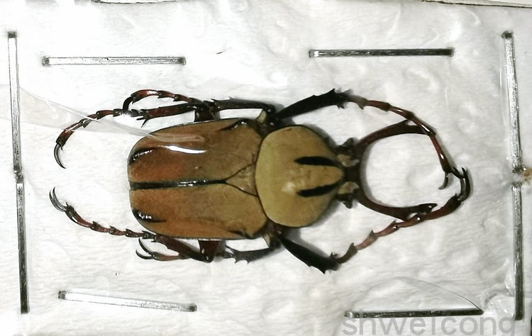 a1/a-品质 未整姿 黄粉鹿花金龟 dicronocephalus wallichii 标本