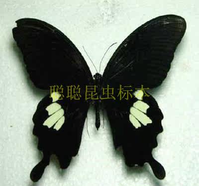 A1/A-品质 未展翅 宽带凤蝶 Papilio nephelus 原蝶真蝴蝶标本