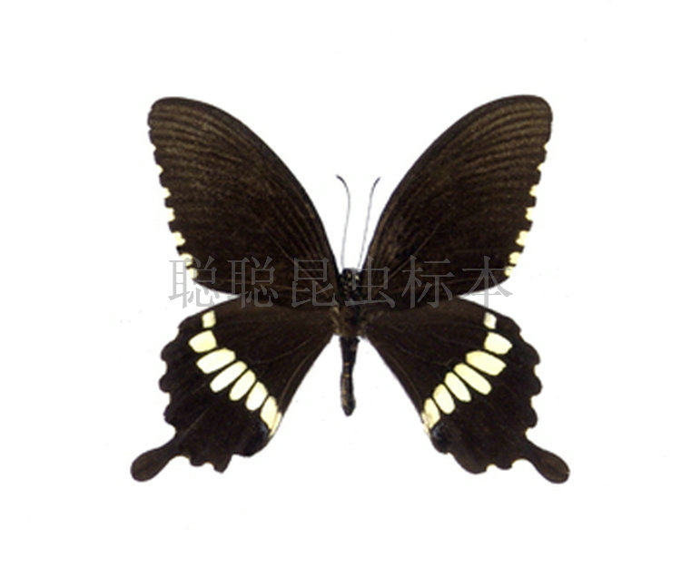 A1/A-品质 未展翅 玉带凤蝶 Papilio polytes 原蝶真蝴蝶标本