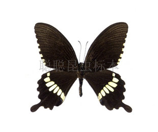 A1/A-品质 未展翅 玉带凤蝶 Papilio polytes 原蝶真蝴蝶标本