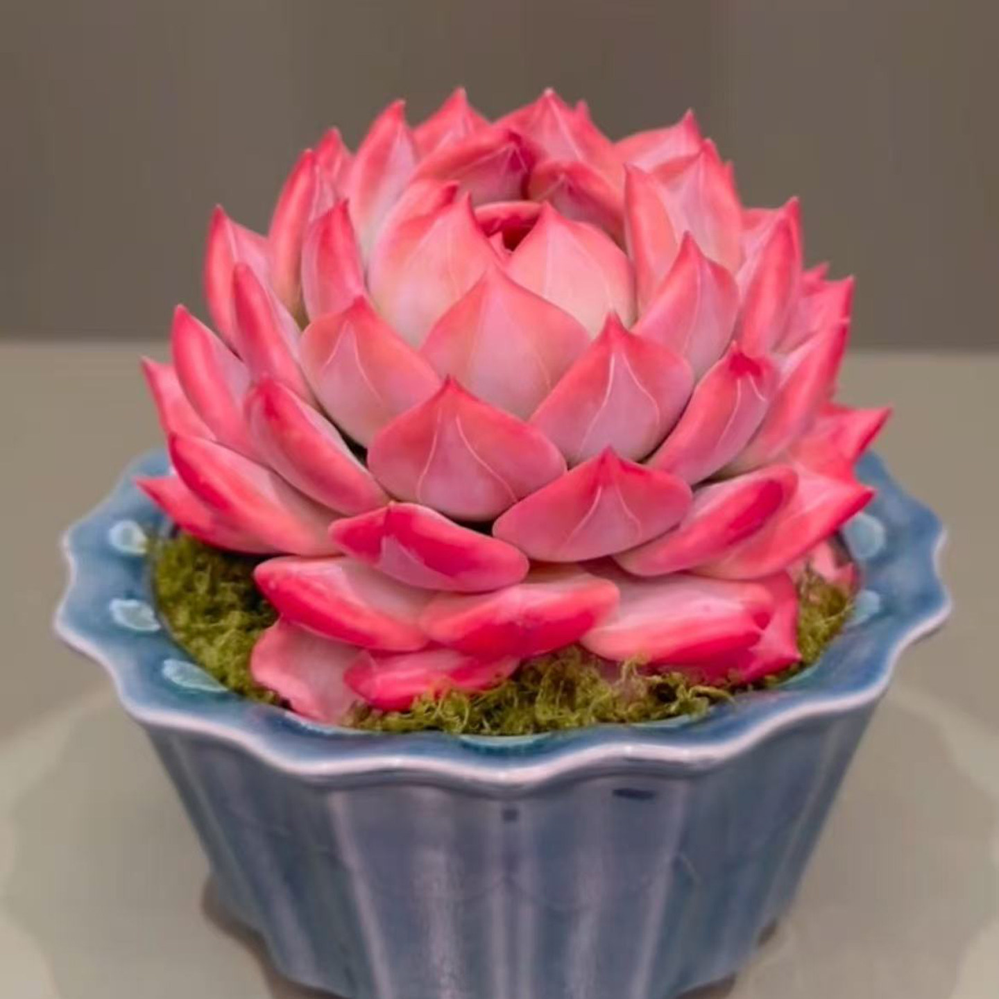 大颗精美粉红红鸾莲花状多肉植物带盆室内盆栽新手好养活装饰绿植