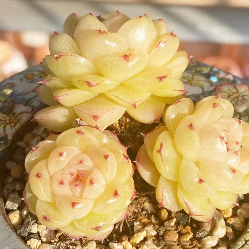 优选果冻透亮麦秆精选趣味多肉植物办公桌花卉室内盆栽阳台防辐射