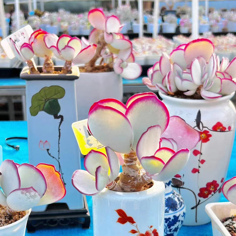 进口罕见肉肉丸叶白眉老桩好养多肉植物办公室内花卉盆栽防辐射