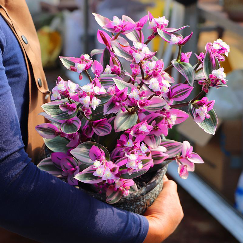 开花多肉植物大满盆婚礼油画吊兰趣味办公室内花卉盆栽阳台防辐射