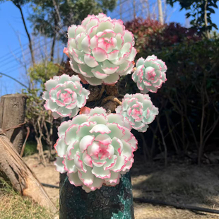 精品一物一拍伯克利锦玫瑰多肉植物大颗好养室内组合盆栽花卉绿植