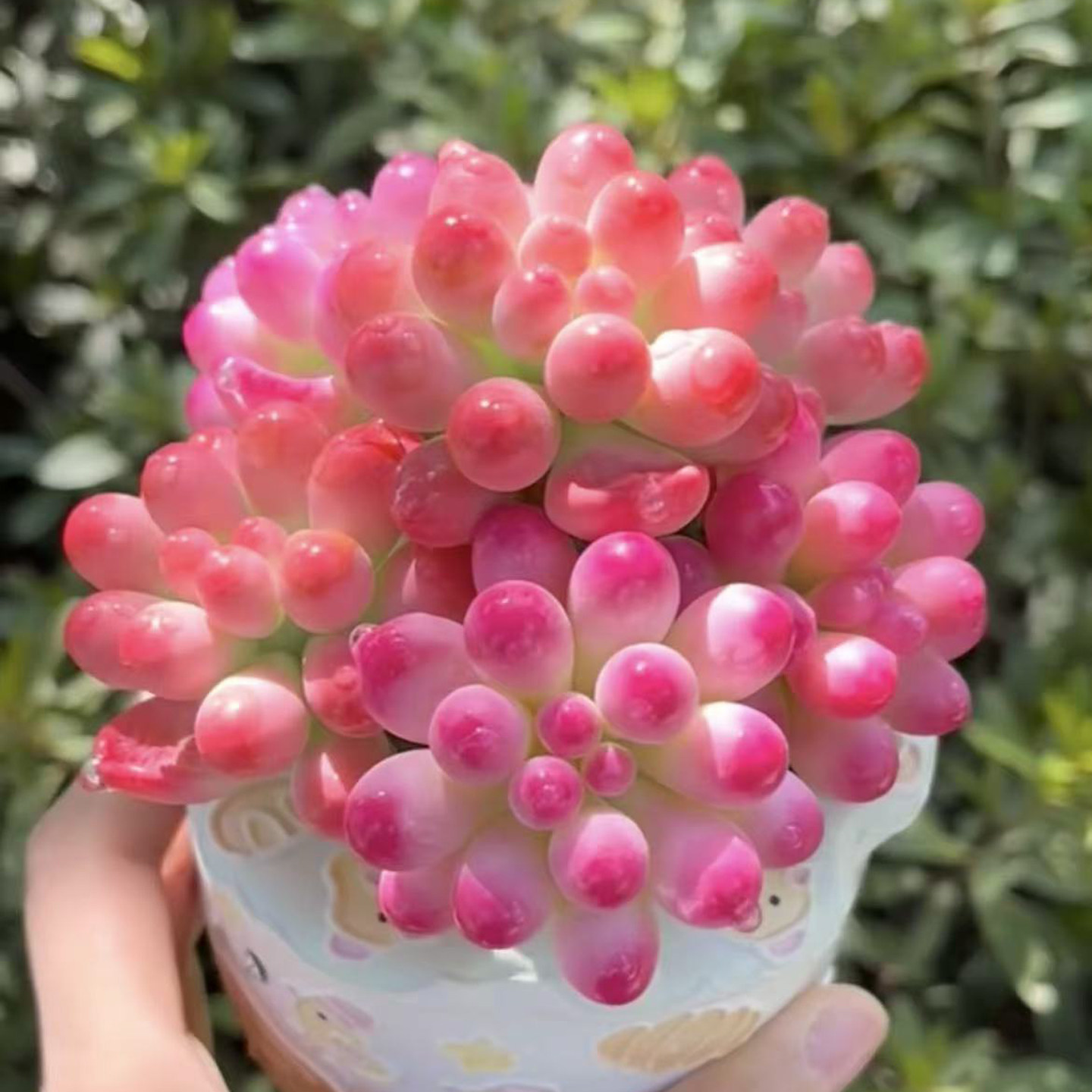 果冻红乙女心多肉植物肉肉办公室内绿植盆栽花卉防辐射新手好养
