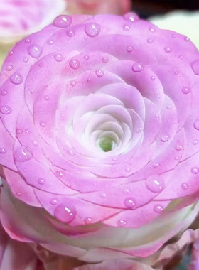 进口玫瑰耶罗多肉植物肉肉花卉盆栽新手好养绿植阳台防辐射室内