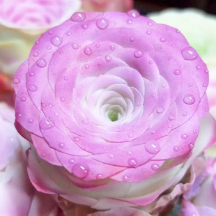 进口玫瑰耶罗多肉植物肉肉花卉盆栽新手好养绿植阳台防辐射室内