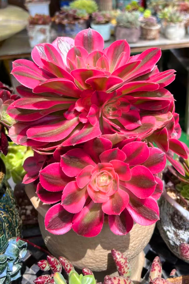 进口包邮粉女巫法师老桩趣味多肉植物办公室内花卉盆栽阳台防辐射