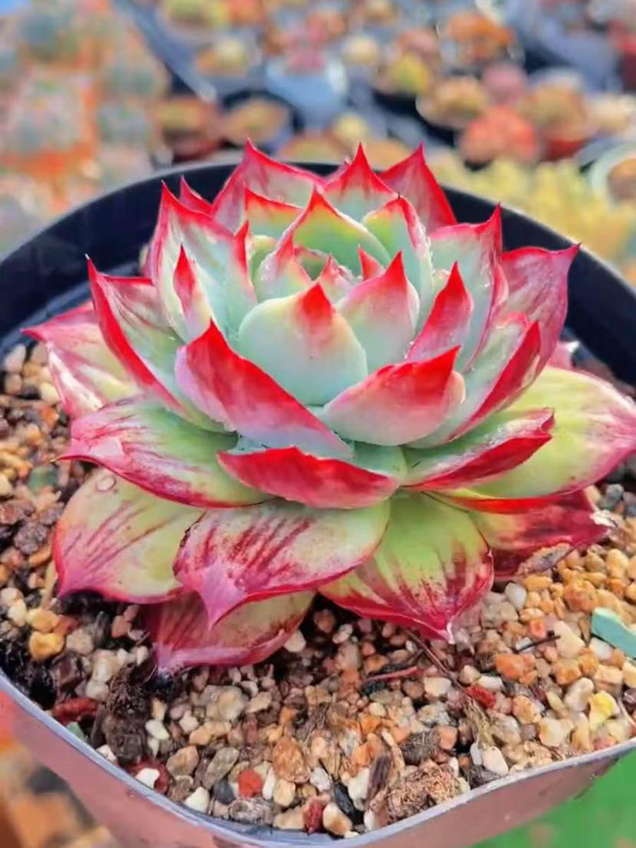 大颗大桩正版惊鸿仙子趣味好养多肉植物办公桌花卉盆栽阳台防辐射