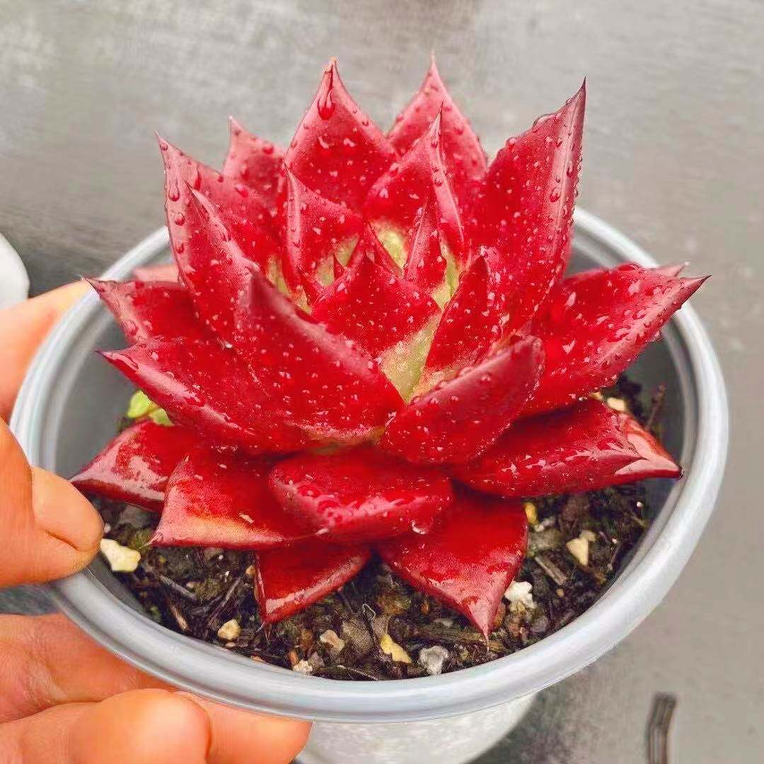 大单桩东云红骑士稀有多肉植物办公桌室内花卉盆栽窗台防辐射