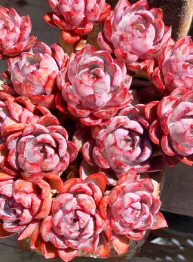 大颗紫色赫拉老桩多肉植物办公花卉室内盆栽阳台防辐射耐寒耐高温