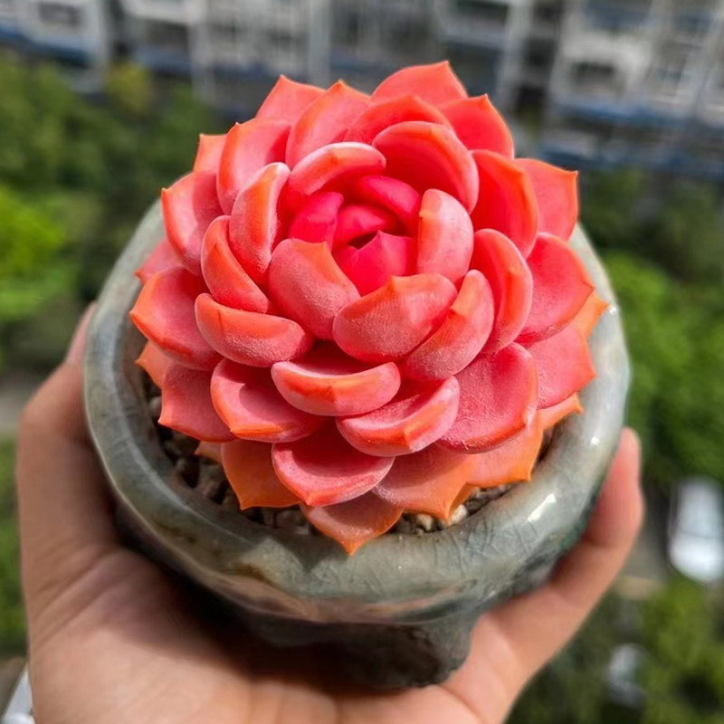 进口塔型粉红色小海螺稀有多肉植物办公桌花卉室内盆栽阳台防辐射