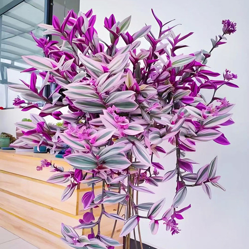 进口稀有油画婚礼吊兰多肉植物