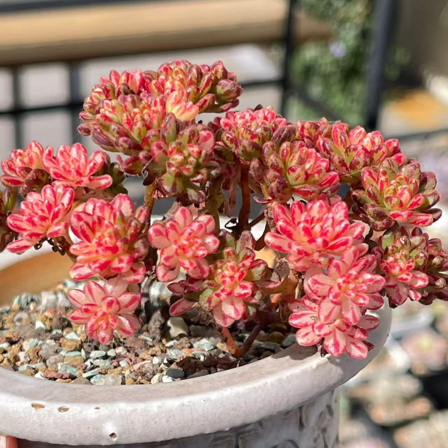 进口稀有日本小松锦多肉植物盆栽花卉绿植办公室桌面防辐射好养活