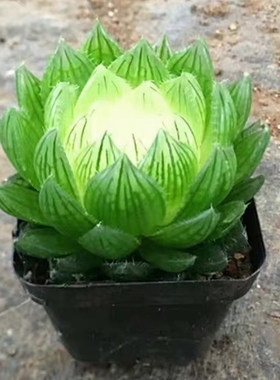 大颗包邮稀有玉露宝莲灯