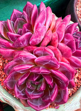 稀有进口紫色暗夜香槟多头老桩趣味多肉植物办公室内花卉盆栽阳台