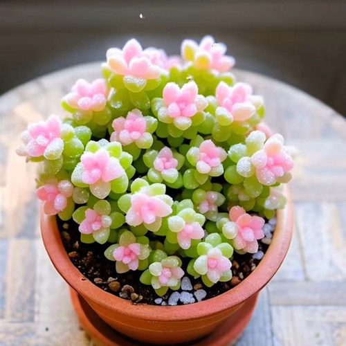 七彩龙珠锦多肉植物粉色玉坠