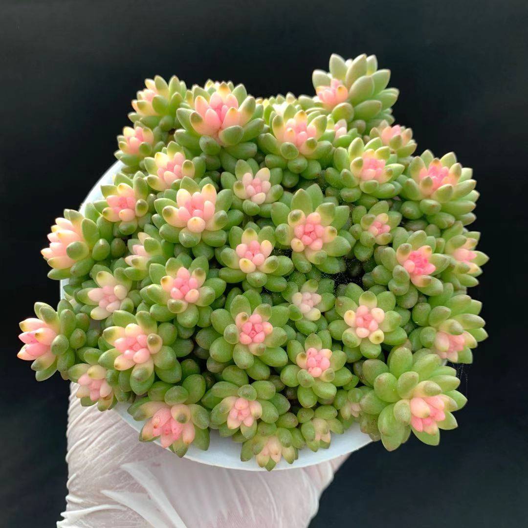 包邮多肉植物赤豆锦/四季粉色大爆盆/趣味肉肉盆栽花卉阳台防辐射