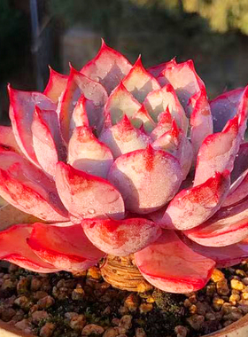 大单桩粉红色赫拉老桩趣味办公桌多肉植物室内盆栽花卉阳台防辐射